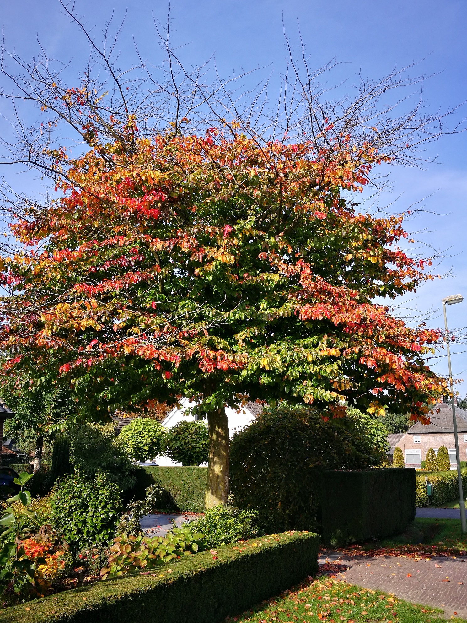 Parrotia persica